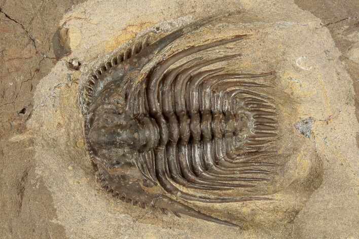 Spiny Leonaspis Trilobite - Lghaft, Morocco #191872